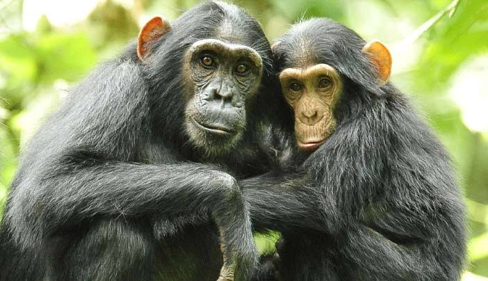 ExploreUg_Pearl's tweet photo. 𝑷𝒓𝒊𝒎𝒂𝒕𝒆 𝑻𝒓𝒂𝒄𝒌𝒊𝒏𝒈 𝒊𝒏 𝑼𝒈𝒂𝒏𝒅𝒂
 
Uganda is a primate-lover's dream

Bwindi Impenetrable NP for #GorillaTrekking and Kibale Forest for #ChimpTracking are Uganda's most well known primate tracking destinations.

#ExploreUganda https://t.co/V13Vpk5qGt