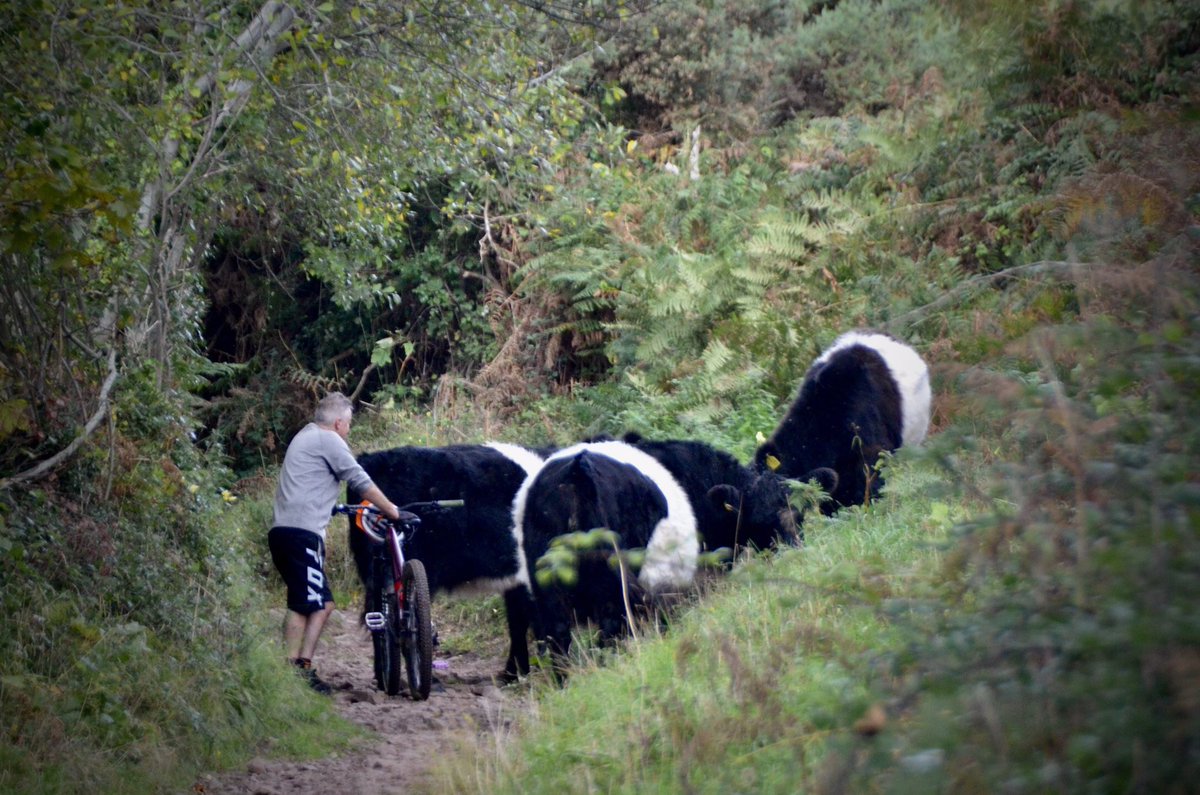 chrisb_somerset's tweet photo. Gridlock, Exmoor style. #Exmoor #WalkingForFun #BeltedGalloways https://t.co/qJSvyrDG6M