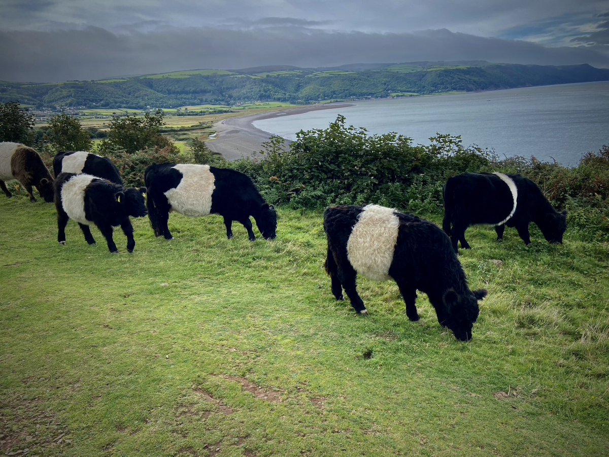 chrisb_somerset's tweet photo. Gridlock, Exmoor style. #Exmoor #WalkingForFun #BeltedGalloways https://t.co/qJSvyrDG6M