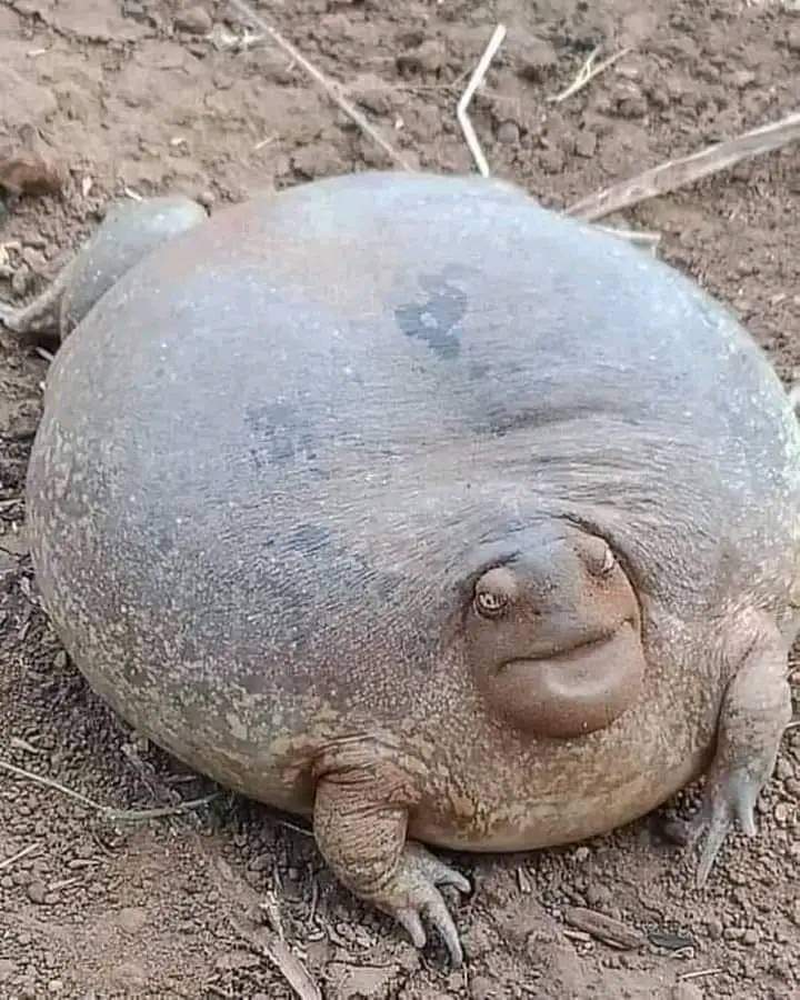 Morning X'ers.
Think i over ate the wkend. Good news. Ive got my winter body sorted 🤫🐸🤣🤣🤣