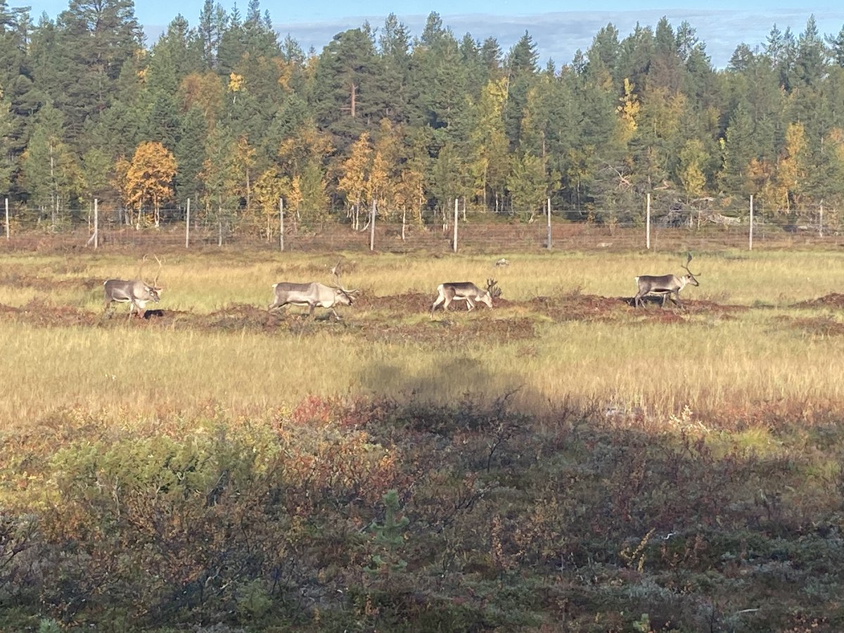 Boreal Environment Research (@borealresearch) on Twitter photo This new study on reindeer impact on soil carbon storage revealed that animal impacts are very different for permafrost and non-permafrost areas but facilitates more productive vegetation @PecHEc_project <a href="/AWI_de/">AWI Medien</a> <a href="/CharterArctic/">CHARTER Project</a>
Read more here: borenv.net/BER/archive/pd… This new study on reindeer impact on soil carbon storage revealed that animal impacts are very different for permafrost and non-permafrost areas but facilitates more productive vegetation @PecHEc_project <a href="/AWI_de/">AWI Medien</a> <a href="/CharterArctic/">CHARTER Project</a>
Read more here: borenv.net/BER/archive/pd…