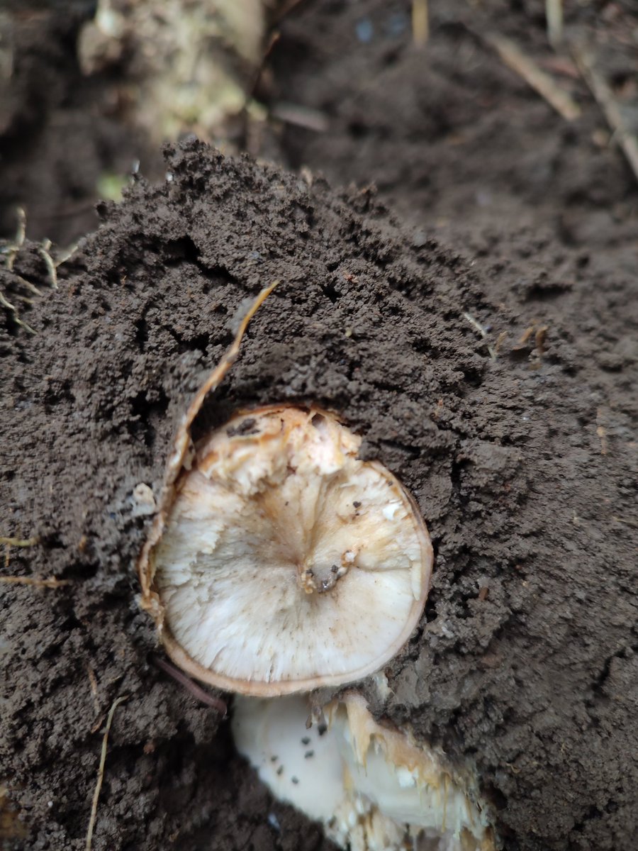 After evaluating thousands of #CMD pictures in #PestDisPlace, today I had the opportunity to observe the disease face to face. New challenges are rising on #cassava in #SoutheastAsia root rot? Stem rot ? 🦠🍄 the discussion just started