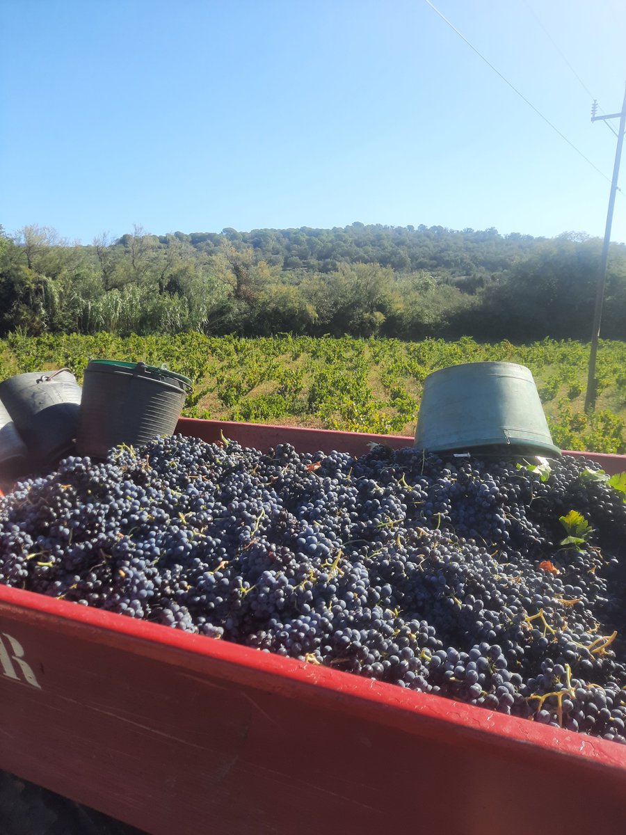 Celler Espolla tweet media