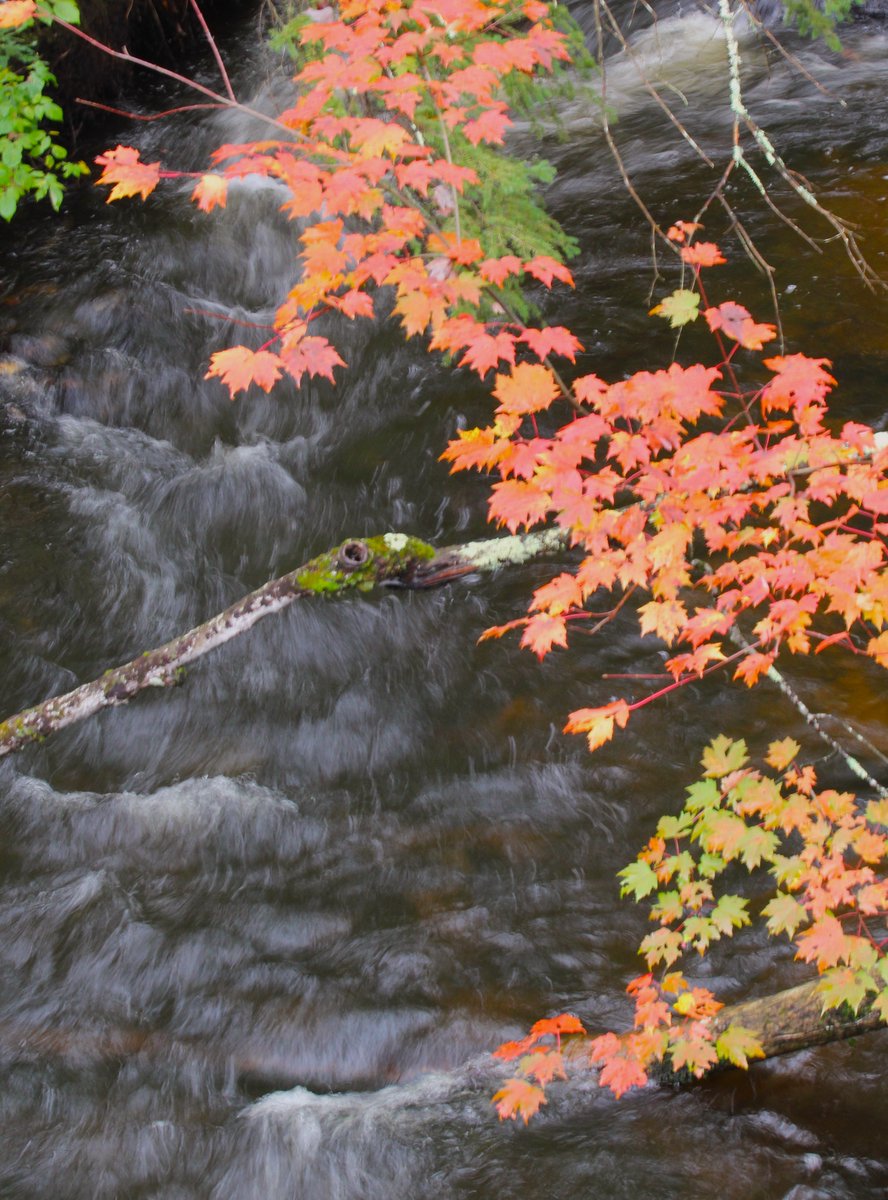 HMarcLarson's tweet photo. #Fall colors on display in @bayfieldcounty. #Wisconsin #Autumn #NaturePhotograhpy https://t.co/Amj1qrJoKb