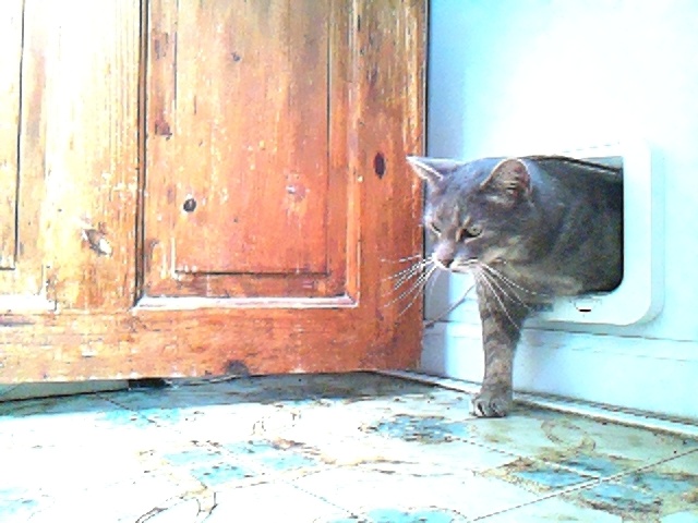 boosimba's tweet image. Good afternoon Simba, aka Mr Handsome!

Catmonic (using MobileNetV2) says the likelihood of Simba is 94.4%

Auto-tweet from catmon2: 2023-10-02_133024.jpg