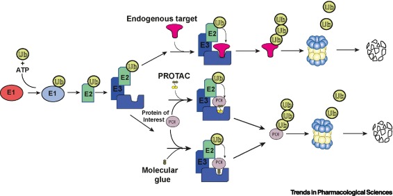Proteomic approaches advancing targeted protein degradation dlvr.it/SwtTgr