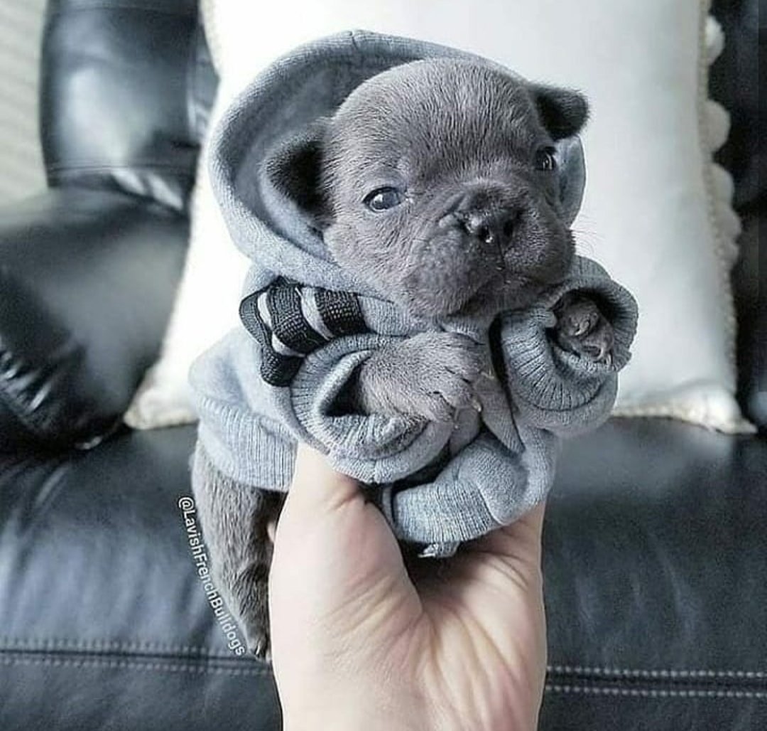 French80u's tweet photo. So Cute  😍
#french #FrenchieWeekendFrolic #bbtvi #earthquake #inktober2023 https://t.co/28F8JSY0im