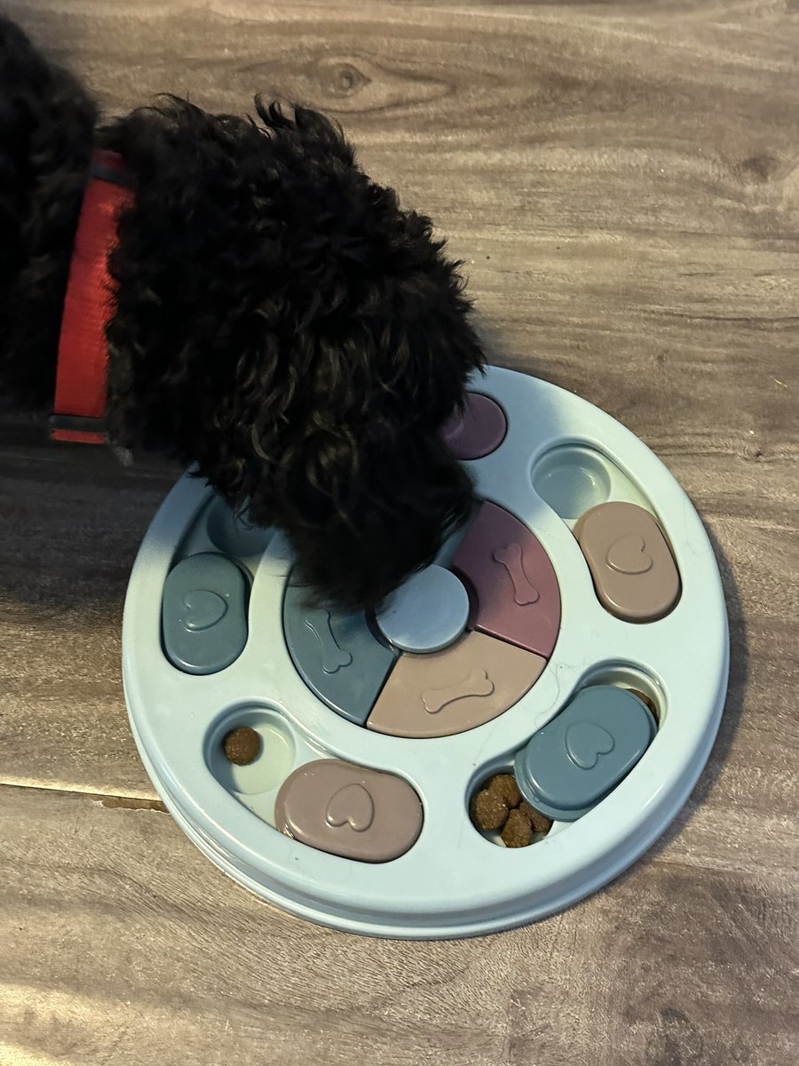 NedHooligan's tweet photo. Happy Black Dog Day

I got a new puzzle bowl as a gift!

I’m getting the hang of it🐶

#twinsiesontwitter
#dogsoftwitter https://t.co/xm6eTlg2RG