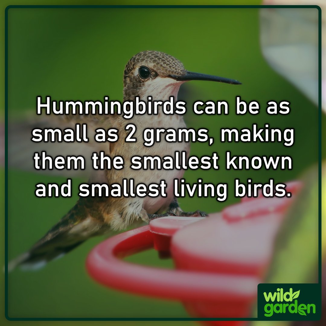WildGardenEarth's tweet photo. Wanna know more about hummingbirds?

You can learn more about these little birds in our first Species Spotlight blog post!

Read here: https://t.co/OoZgECiL31

#nature #garden  #rewilding #backyardbiodiversity #wildgarden https://t.co/mMTRlS2jBl