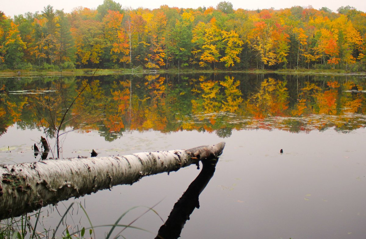 HMarcLarson's tweet photo. #Fall colors on display in @bayfieldcounty. #Wisconsin #Autumn #NaturePhotograhpy https://t.co/Amj1qrJoKb