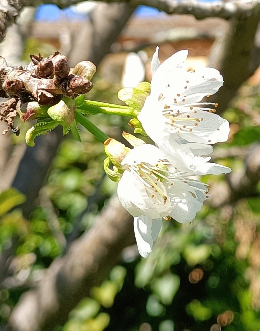 LoiseauJo31's tweet photo. Fleur de cerisier fin septembre en Comminges https://t.co/YGQOS31HYG