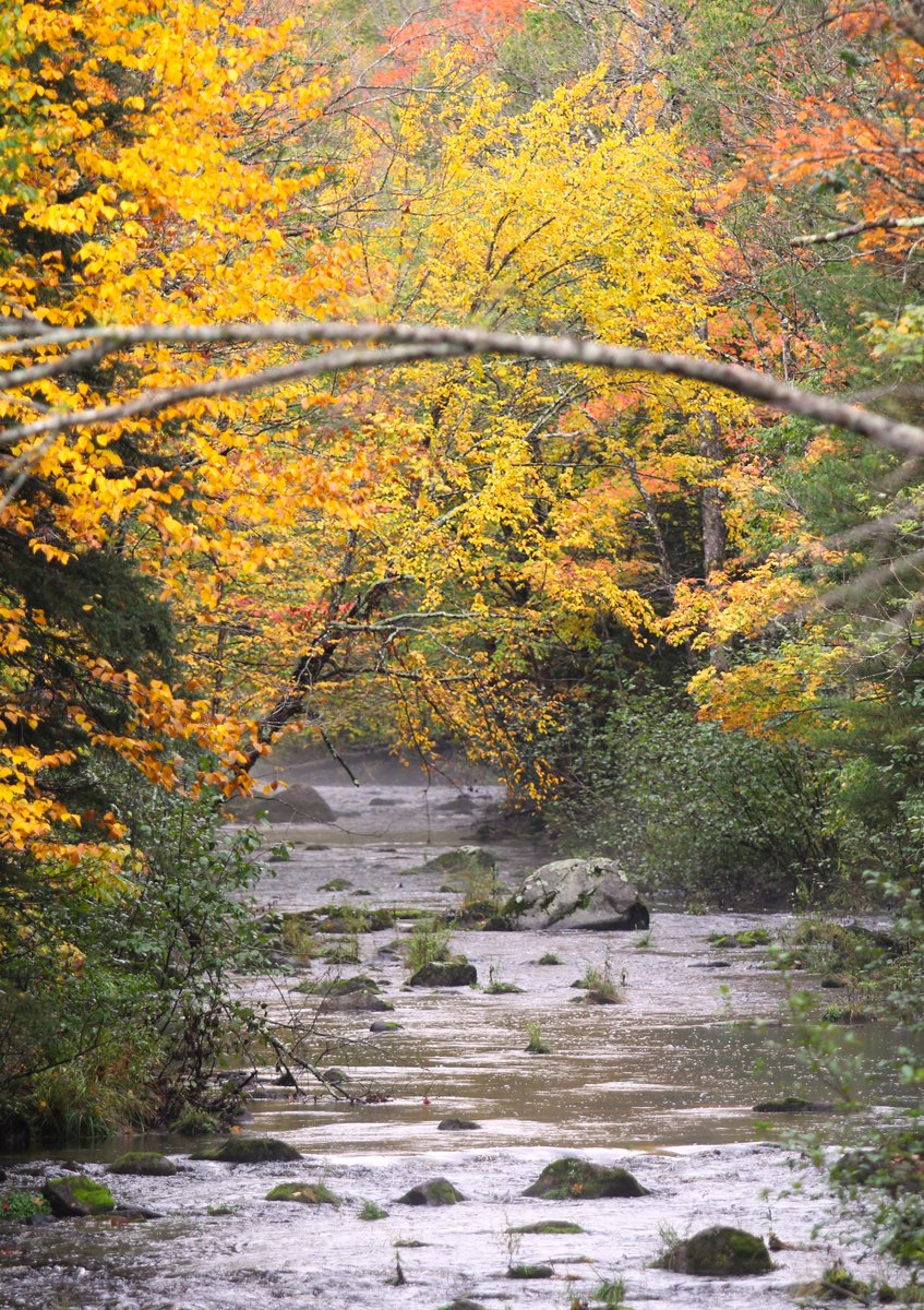 HMarcLarson's tweet photo. #Fall colors on display in @bayfieldcounty. #Wisconsin #Autumn #NaturePhotograhpy https://t.co/Amj1qrJoKb