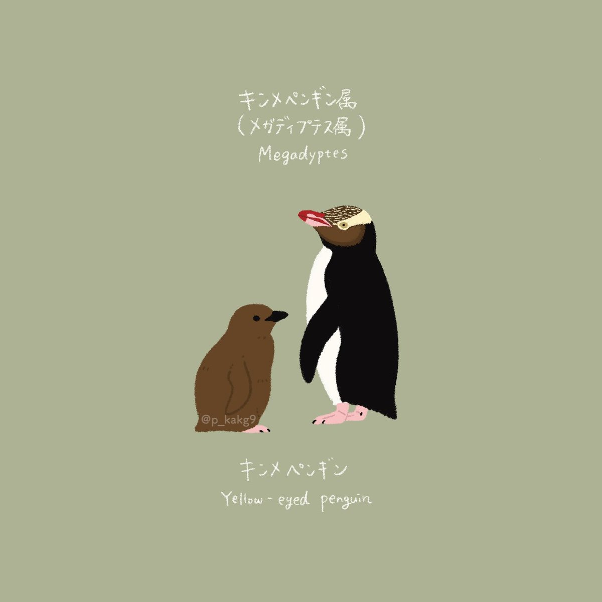 「オウサマペンギン属とキンメペンギン属」|きゅう🐧多忙につき低浮上のイラスト
