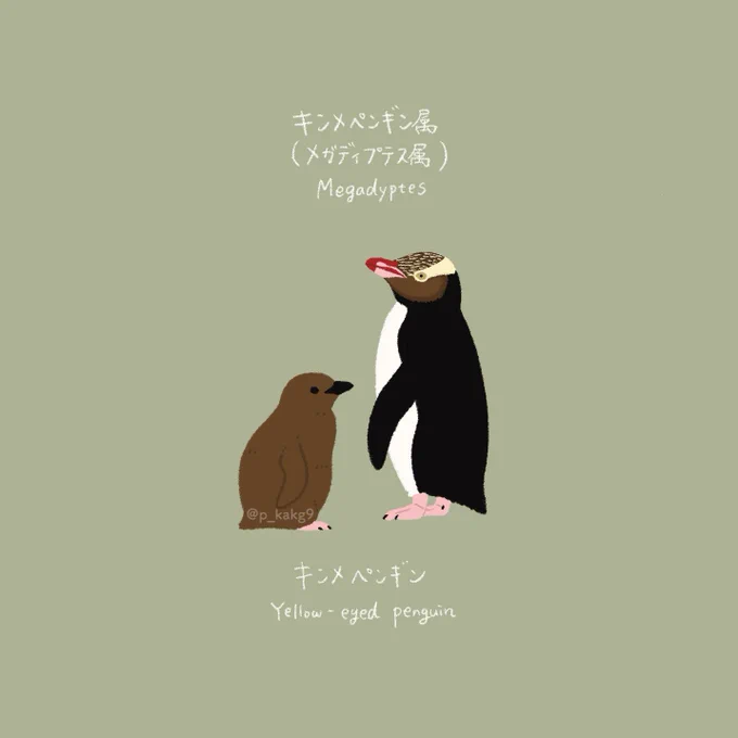 オウサマペンギン属とキンメペンギン属