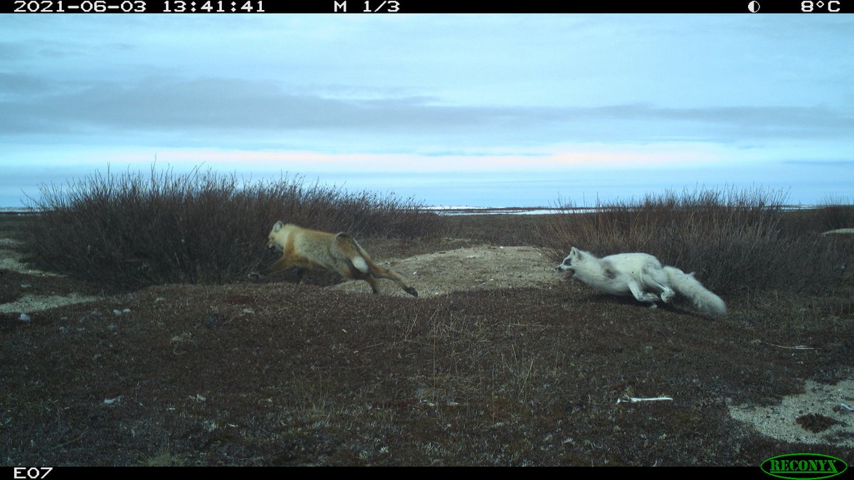 Chloé Warret Rodrigues (@chloeoutdoor) on Twitter photo Check out our new paper: …ementecologyjournal.biomedcentral.com/articles/10.11…
Despite a high potential for interference, Churchill Arctic and red foxes coexist quite peacefully, which contrasts with the situation in Fennoscandia.
Find out the specifics in Movement Ecology <a href="/BES_Move_SIG/">BES Movement Ecology</a> Check out our new paper: …ementecologyjournal.biomedcentral.com/articles/10.11…
Despite a high potential for interference, Churchill Arctic and red foxes coexist quite peacefully, which contrasts with the situation in Fennoscandia.
Find out the specifics in Movement Ecology <a href="/BES_Move_SIG/">BES Movement Ecology</a>