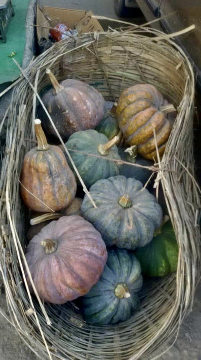 BinaNepram's tweet image. Trees in fall/autumn season in #Manipur don’t change colors. #MotherEarth remain resilient,never misses her seasons,remains stronger than any #engineered #wars fought by humans for #greed.These file photos of autumn I took some yrs ago/visiting Bishenpur to meet women #survivors