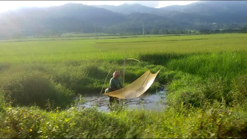 BinaNepram's tweet image. Trees in fall/autumn season in #Manipur don’t change colors. #MotherEarth remain resilient,never misses her seasons,remains stronger than any #engineered #wars fought by humans for #greed.These file photos of autumn I took some yrs ago/visiting Bishenpur to meet women #survivors