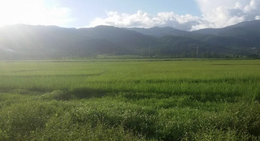 BinaNepram's tweet image. Trees in fall/autumn season in #Manipur don’t change colors. #MotherEarth remain resilient,never misses her seasons,remains stronger than any #engineered #wars fought by humans for #greed.These file photos of autumn I took some yrs ago/visiting Bishenpur to meet women #survivors