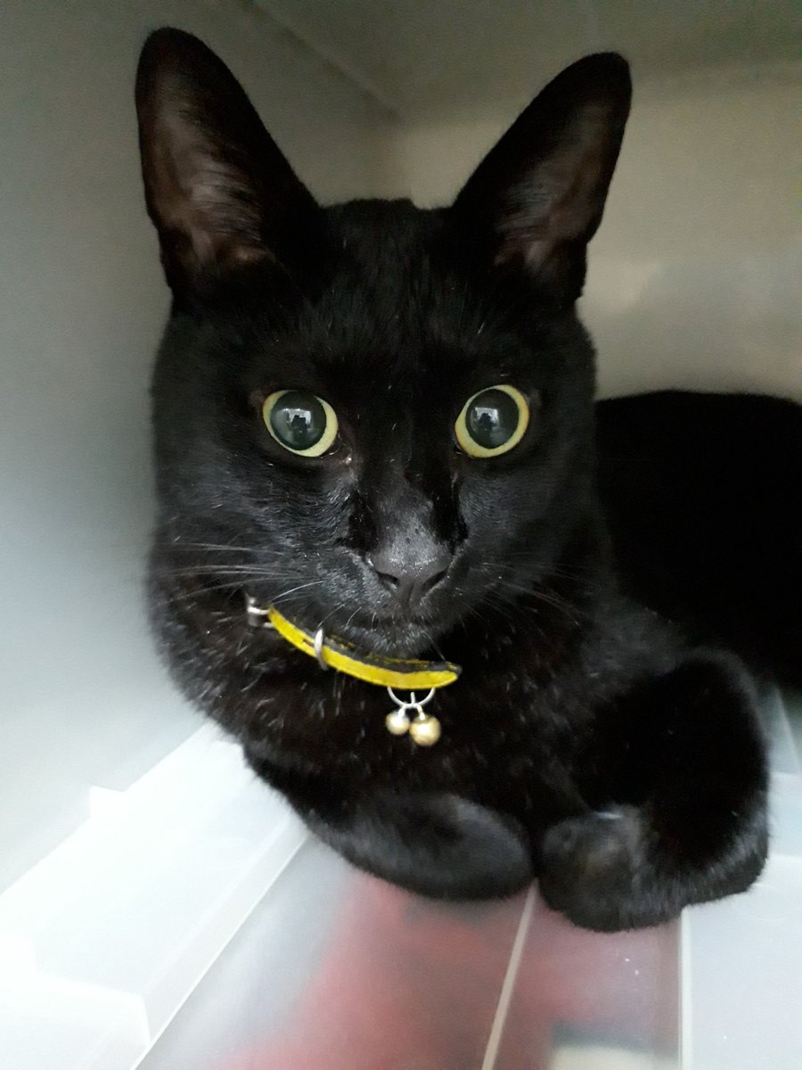 いつもタンスの中が定位置です😅