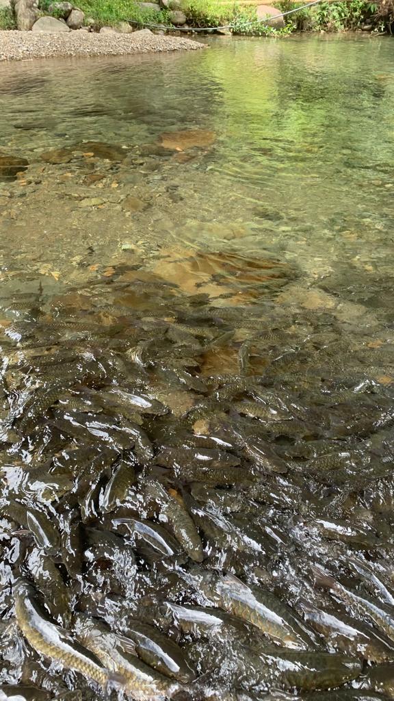 Apa mau buat di Kota Belud?

Di Kadamaian, Kampung Melangkap terkenal dgn sungai yang airnya mengalir dari Gunung Kinabalu. Kawasan ini adalah anugerah Tuhan berikan .

Kawan kawan yg datang ke KK, bolehlah singgah ke
📌 Ikan Jinak di Kampung Melangkap Tiong