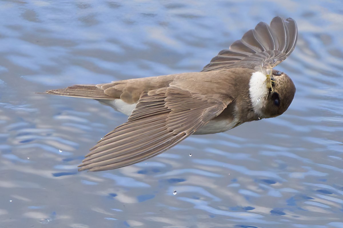 PKCTrust's tweet photo. All week we’ll be revealing the winners of the PKCT and @pitlochryft TAYken by Me photo competition.
Today we’re celebrating of the Wildlife of the Tay category, starting with…
1st place – Sandmartin (Peter Wilkinson)
#TAYkenbyme #Rivertayway #naturephotography https://t.co/zBg6GRfrZE