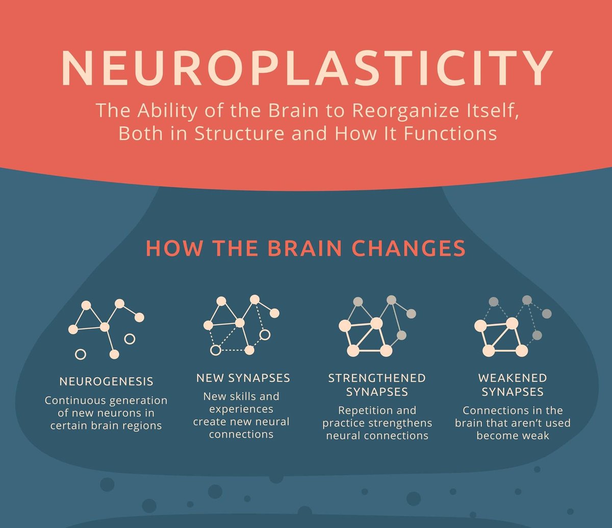 Neuroplasticity is another topic we cover in our training course for mentors. Our brains are incredible and neuroplasticity is one of the many reasons why the PROMISE𝘸𝘰𝘳𝘬𝘴' mentoring model is effective.
Please go to promiseworks.org.uk/volunteer to find out more💙