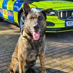 Photo by Cleveland Police Dogs (@ClevePol_Dogs)