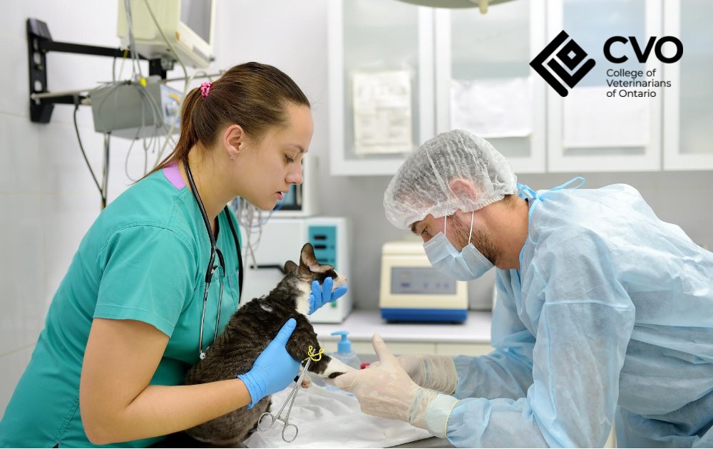October is #RVTmonth! RVTS are an essential part of veterinary medicine. This month the College joins veterinarians in thanking RVTs for all they do to provide animals in Ontario with quality veterinary care.