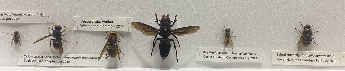 Allot of confusion online about Asian hornets. The one we have invading the UK is second from left ‘yellow legged Asian hornet’ to the left of it is a common wasp, to the right our native hornet and the big one in centre is the giant Asian hornet which is not found in Europe.