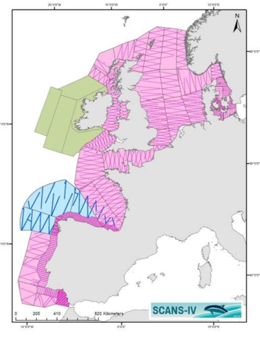 NikkiNelipot's tweet photo. ❗️📢 The @scans_4 estimates are published! A huge step forward in understanding #cetacean abundance and distribution in the NE Atlantic. An amazing project to be involved with. Access the report here:  https://t.co/s6i82jV5ek 🐬🐳🐋🛩️🚢 https://t.co/GG2lMLQGUI