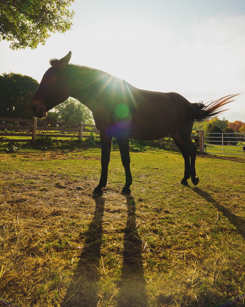 Good morning this is Fanny The Mule!