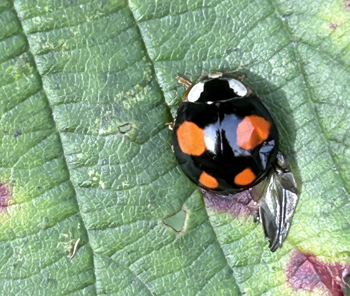 lostboyy35 tweet media