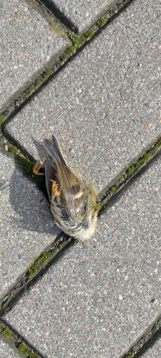 _torquepoint's tweet image. Lots of dead birds outside our apartment block today. Second time in a month. All the same species. Today I counted about 30 of the poor little blighters. They all appear undamaged and all within about 3 metres of the block. Anyone got any clues as to what could be causing this