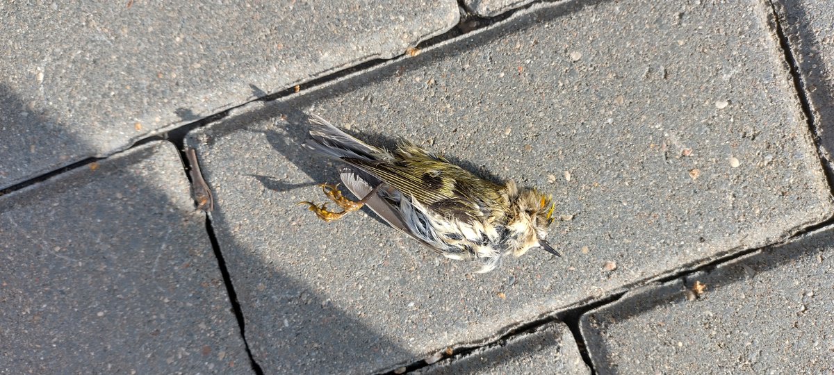 _torquepoint's tweet image. Lots of dead birds outside our apartment block today. Second time in a month. All the same species. Today I counted about 30 of the poor little blighters. They all appear undamaged and all within about 3 metres of the block. Anyone got any clues as to what could be causing this