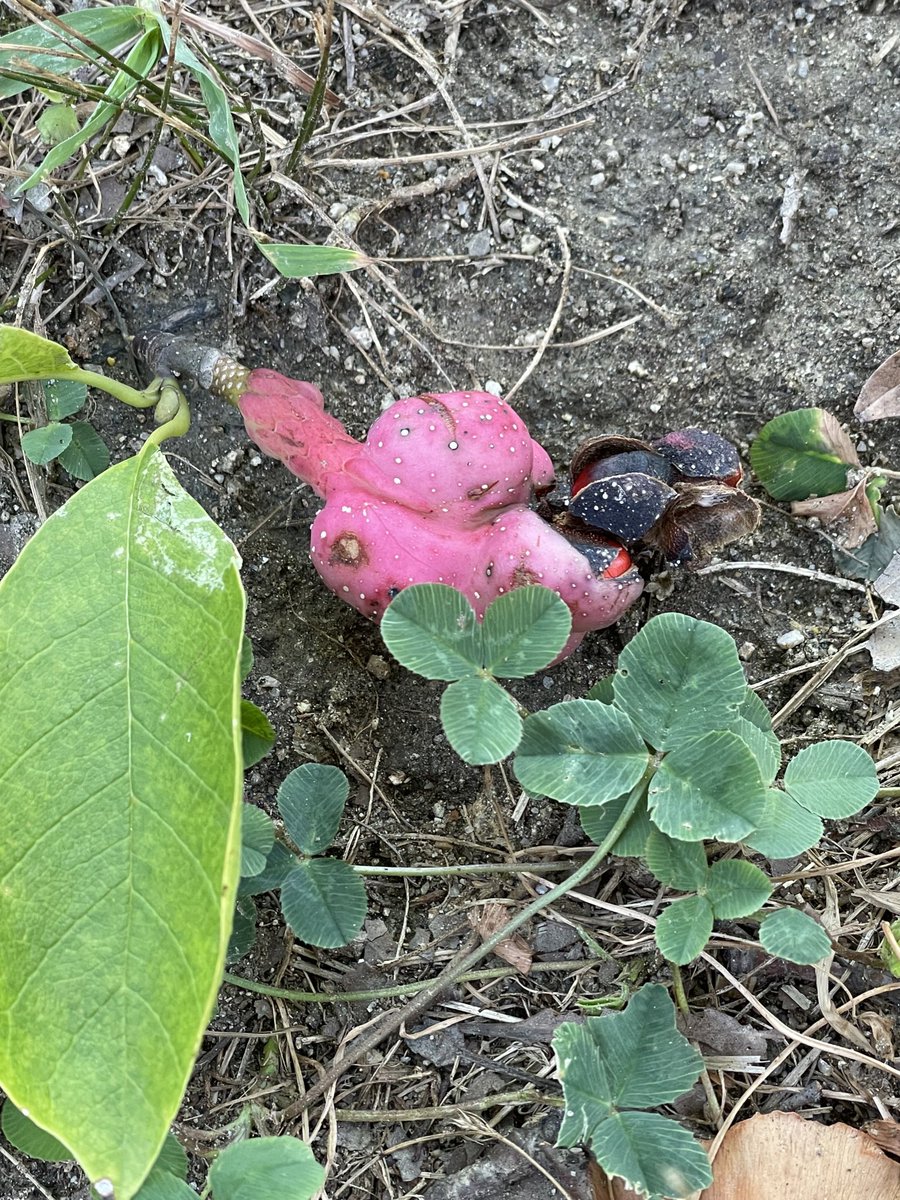 これってキノコ🍄？

公園に何か生えてたのを子どもが見つけて教えてくれた！
#きのこ？#きのこ詳しい #急募
#これ何 #誰か教えて