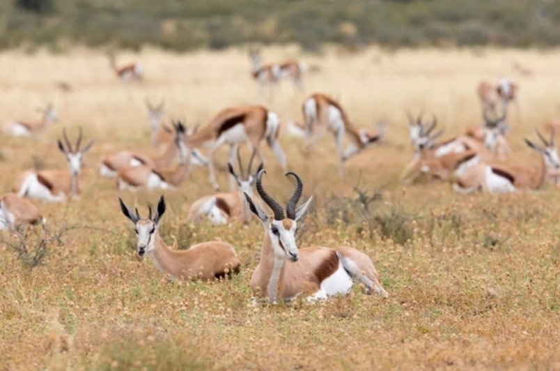 HuntsMaster_'s tweet image. 🏹🦌 Ready to embark on an unforgettable bow hunting adventure this season! The crisp autumn air and the thrill of the chase make every moment count. Let's aim true and make it a successful hunt! 

#BowHunting #Outdoors #HuntingSeason