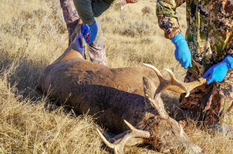 HuntsMaster_'s tweet image. 🌿🦌 There's something incredibly primal about tracking a majestic deer through the woods. Deer hunting teaches patience, respect for nature, and provides food for the table. Who else finds solace in the great outdoors during hunting season? 

#DeerHunting #HuntersLife #deer
