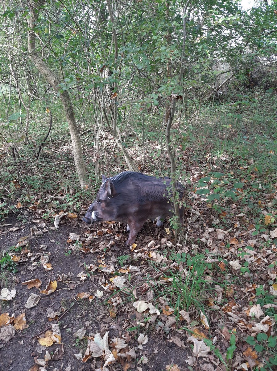 MEKloppenburg's tweet photo. Net bij sportvrienden geweest op de camping in #Oostvoorne. Zelfs nog wild gespot in het #Kabouterbos! 😉 #kruiningergors https://t.co/oFgUTiIPFi
