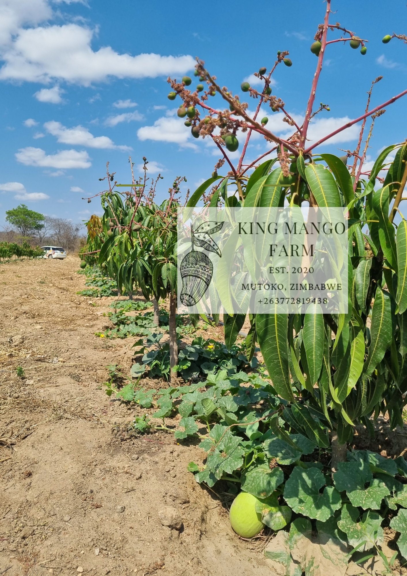 Mr.BumbleBee on X Mango Trees Honey Melons Pumpkins existing side by side while all having a reciprocal relationship with bees. Organic Farming Sustainable Farming MurimiWanhasi KingMangoFarm Mutoko h...