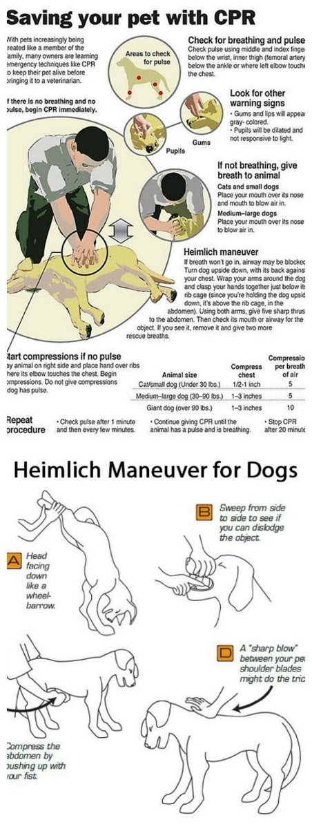 OGdukeneurosurg's tweet photo. Life Saving CPR and Heimlich Maneuver for your Pets. Any further details from veterinarians? https://t.co/9eumz5Xpfc