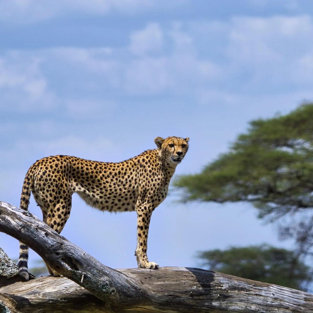 There are also other activities to do in Serengeti:

• Mount Kilimanjaro

• beaches of Zanzibar

• Scuba diving 

• Cultural tours 

• Hot Air Balloon Safaris 

visit @ lifetimesafaristz.com/serengeti-nati…

Phone: +255 75 5419246

#TanzaniaSafari #AfricanAdventure #tanzania #nature