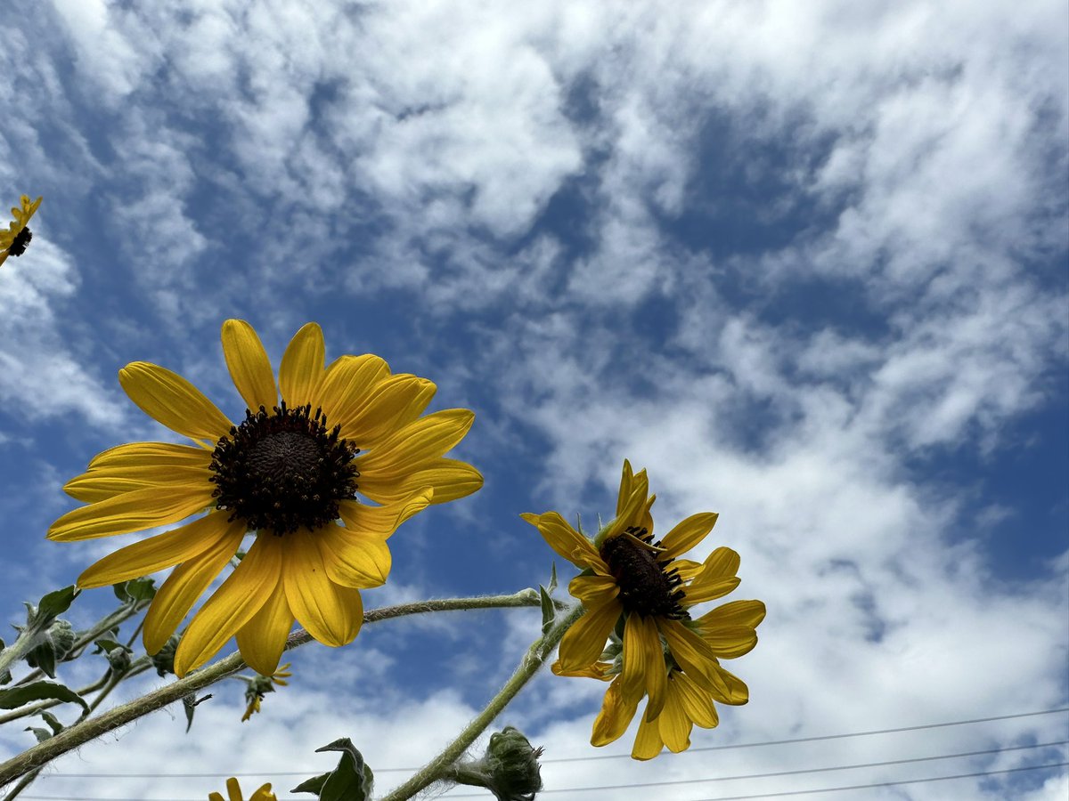 オンラインヨガ

気づいたらオンラインヨガ
365日連続受講

１年間で686の講座に参加してました

頑張ることなく
数字を追いかけることもなく
ただただ好奇心の赴くままに

２年目も気負わず
ゆるりとさらりと
軽やかに
オンラインヨガで遊びます🧘