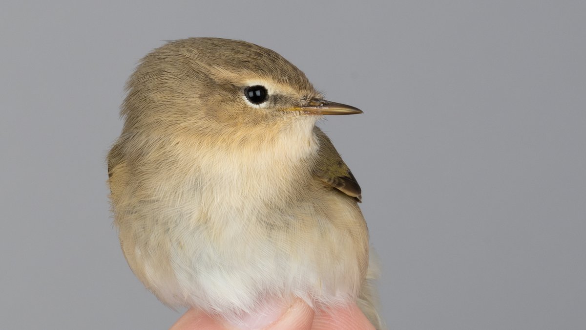 Our first Siberian Chiffchaff for the autumn