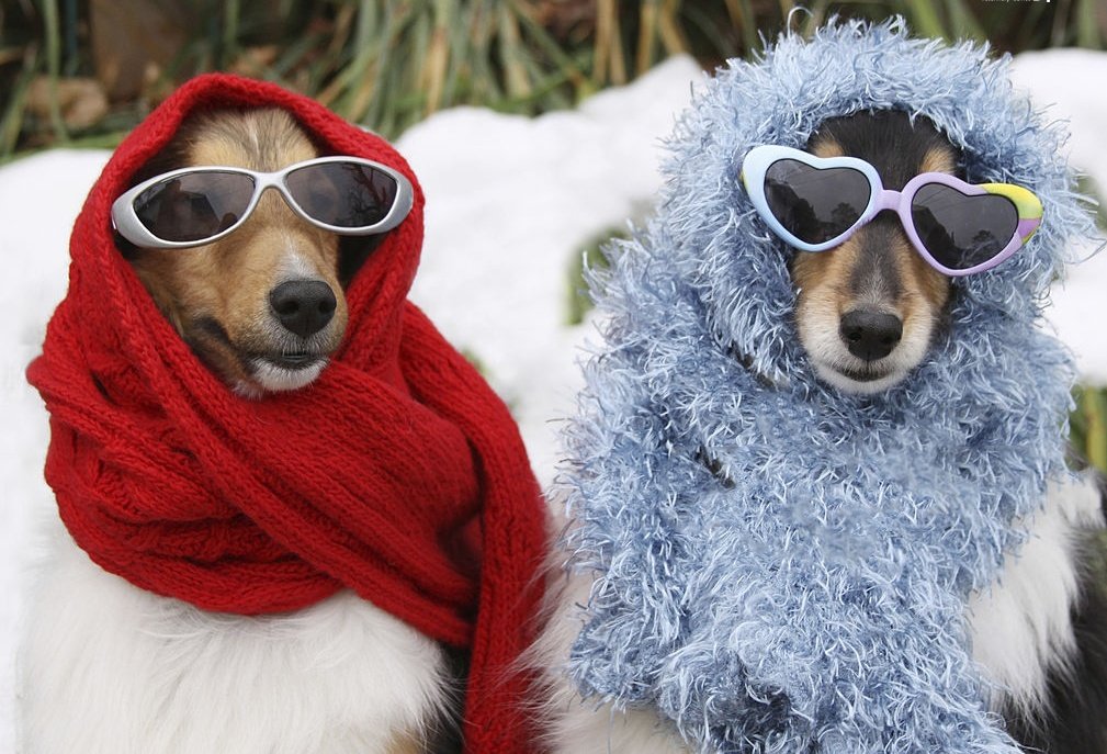 هیرا tweet media