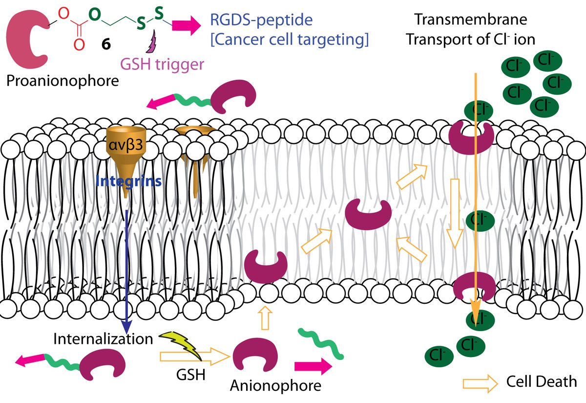 Soumya showed the targeted delivery and stimuli-responsive regeneration of synthetic ion transporters under the cellular environment. Just published in Chemical communication: pubs.rsc.org/en/content/art… <a href="/serbonline/">SERB</a> <a href="/SoumyaSrimayee/">Soumya Srimayee</a>