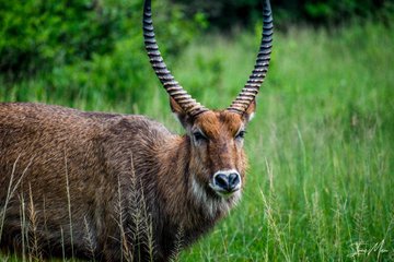 ToAfriKa1's tweet photo. Take a wildlife safari in Uganda to explore the stunning Lake Mburo National Park! Discover zebras, impalas, elands, and more in the smallest national park in the country.

For bookings: 
📲+254 – 748 717 387
📧info@toafrika.com
  
#Uganda #WildlifeSafari #LakeMburoNationalPark https://t.co/y8vsHI3Am0