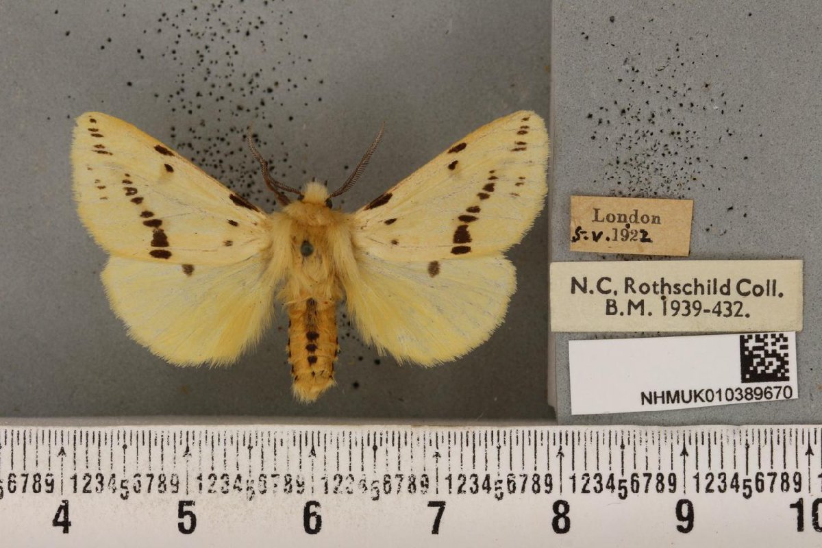 NHM_Digitise's tweet photo. October is here! 🎃👻The month of pumpkin spiced lattes, magic and spookiness. This beautiful Buff ermine moth is #OnTheWing right now. It's larvae feed on Elder - the same tree from which the wand that makes up one of the deathly hallows in Harry Potter is from #MothMonday https://t.co/988DQcmmJU