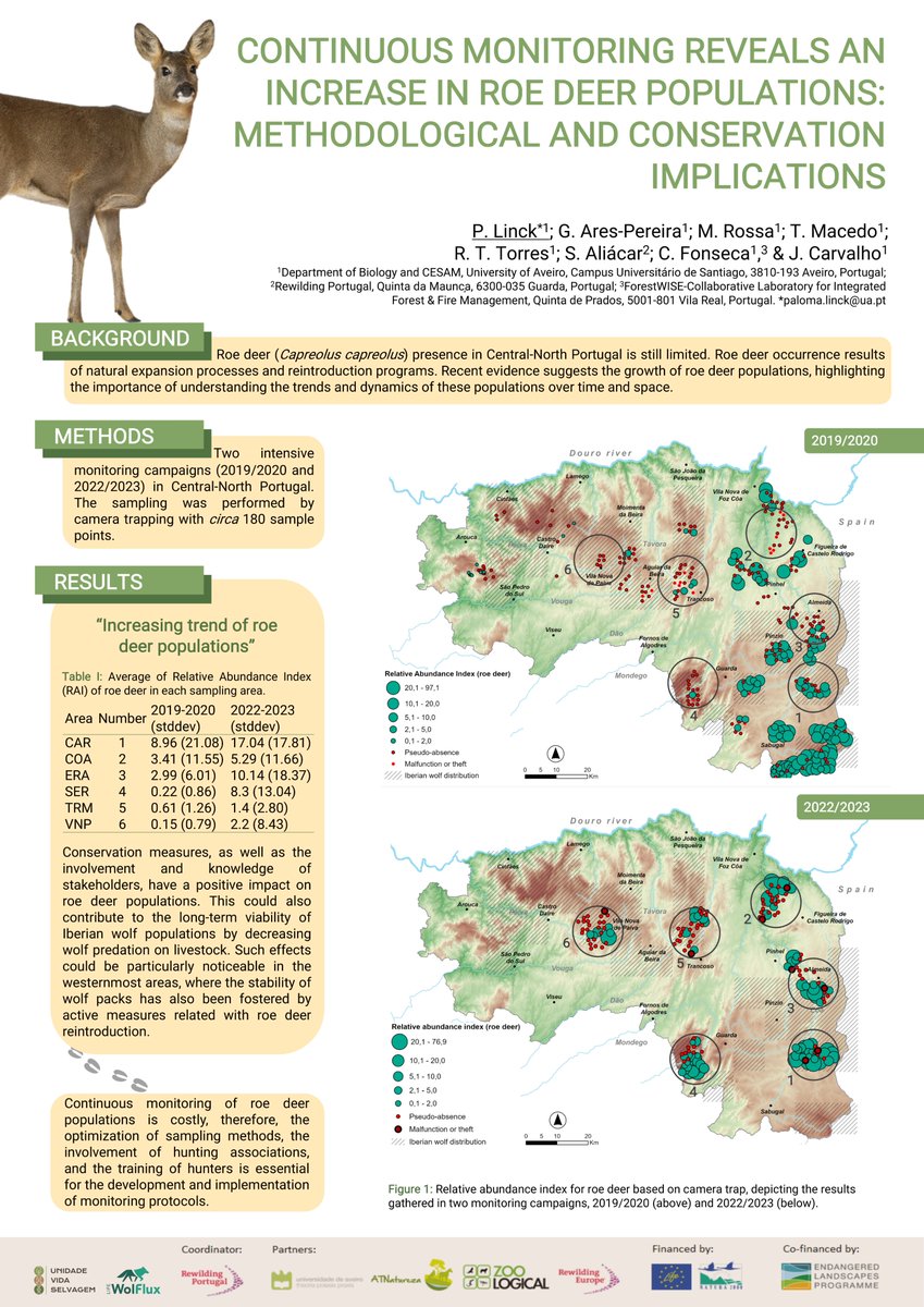 LinckPaloma's tweet photo. Increase in the roe deer 🦌 populations south of the Douro River in Portugal 🇵🇹. See the poster I presented at @rusi_ungulados! https://t.co/UJ5vz2YWiR