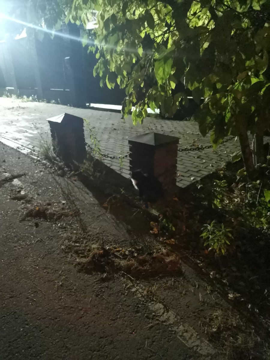 Найдите кощку на фото 👀