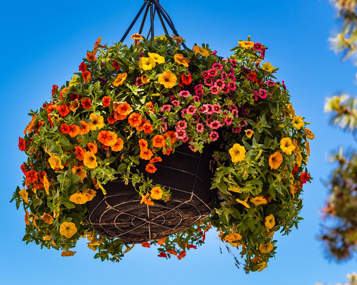 GuildfordnBloom's tweet photo. #OctoberGardeningTip: Clear Summer bedding and baskets/tubs and replant for Spring flowering #GIB2023 #Hangingbaskets #springbedding https://t.co/EBJqcS6MpB